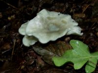 Grüner Anistrichterling